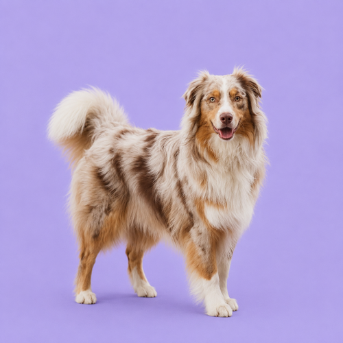 Australian Shepherd