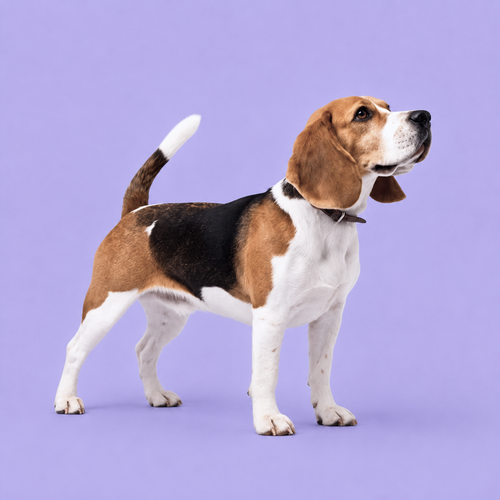 Beagle