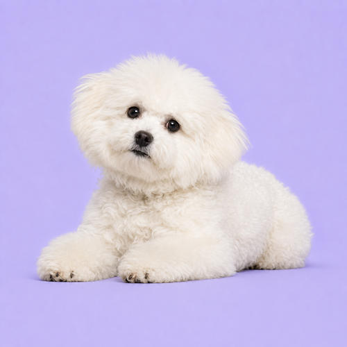 Bichon Frise