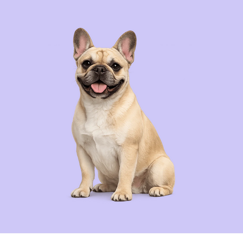 Buldog Francuski