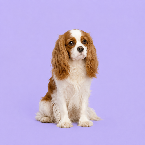 Cavalier King Charles Spaniel