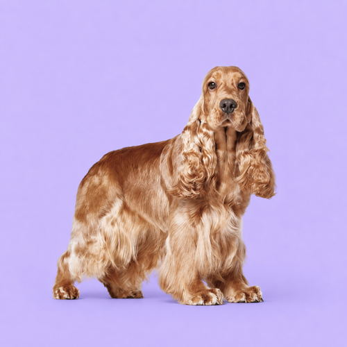 Cocker Spaniel Angielski