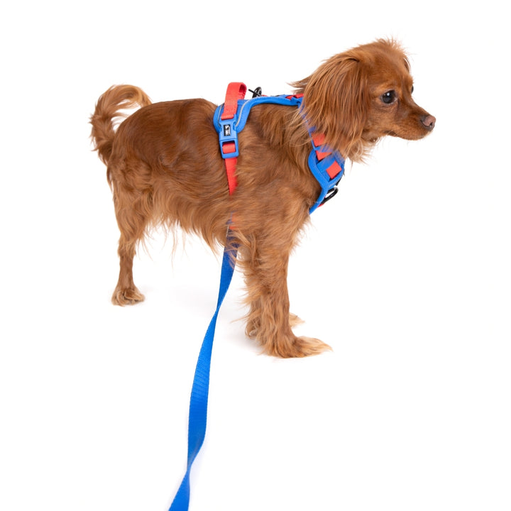 Szelki Guard dla psa Marine Blue – Daisy Zoo