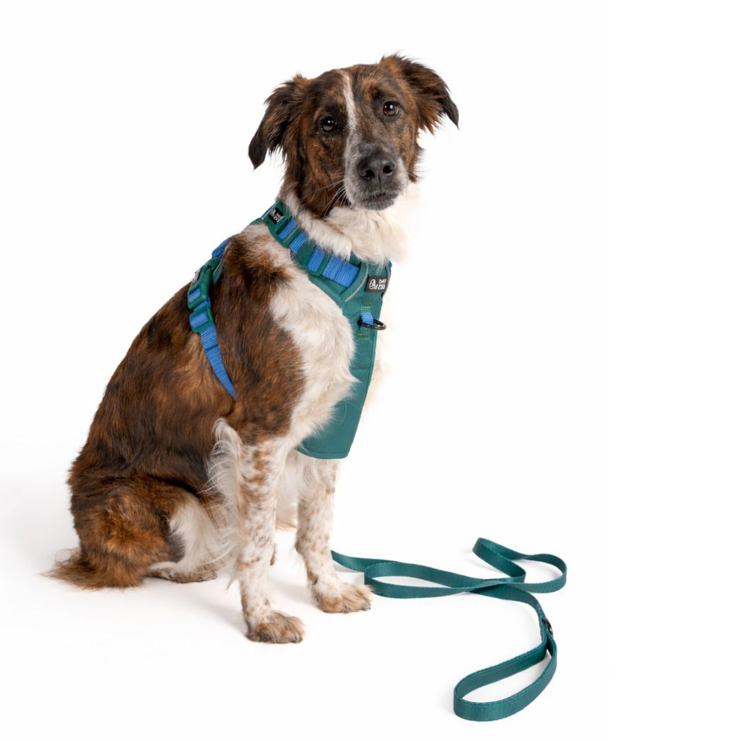 Szelki Guard dla psa Zielone – Daisy Zoo