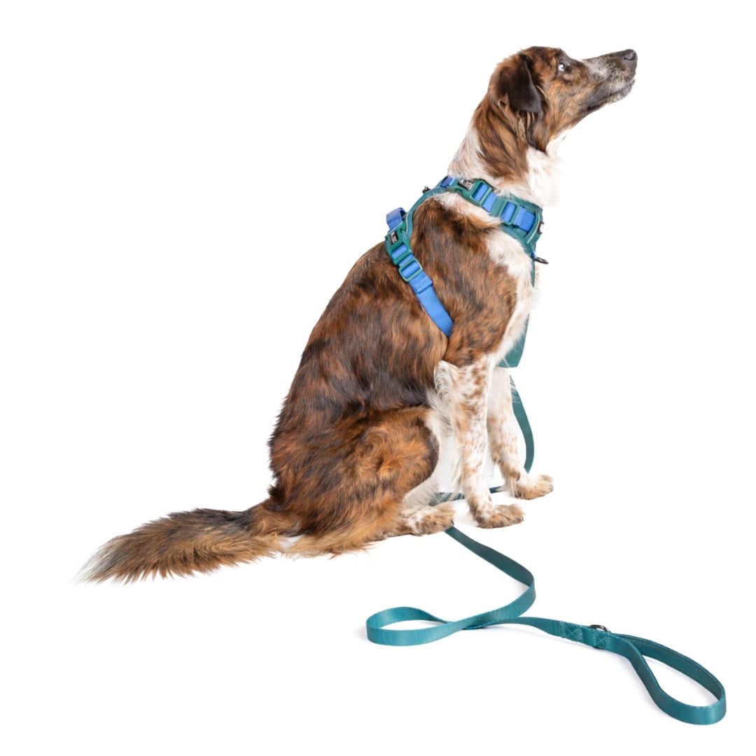 Szelki Guard dla psa Zielone – Daisy Zoo