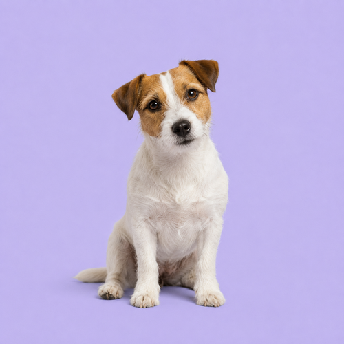 Jack Russell Terrier