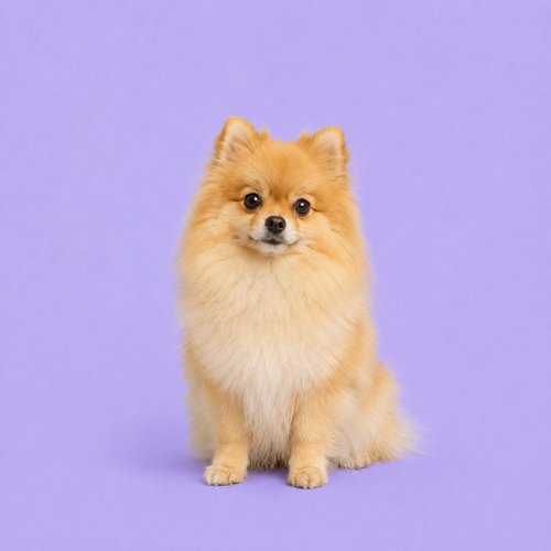 Pomeranian