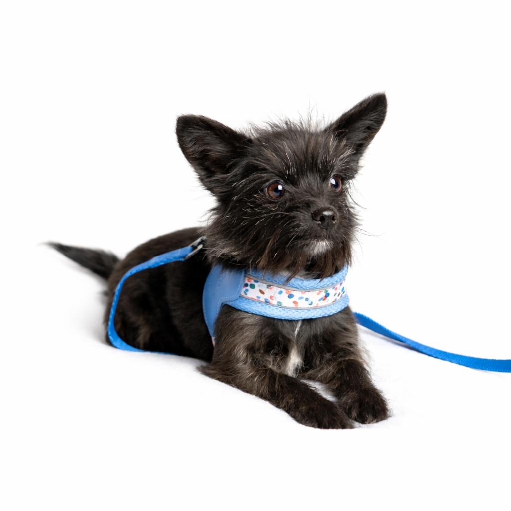 Szelki Step-in dla psa Marine Blue – Daisy Zoo