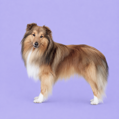 Shetland Sheepdog