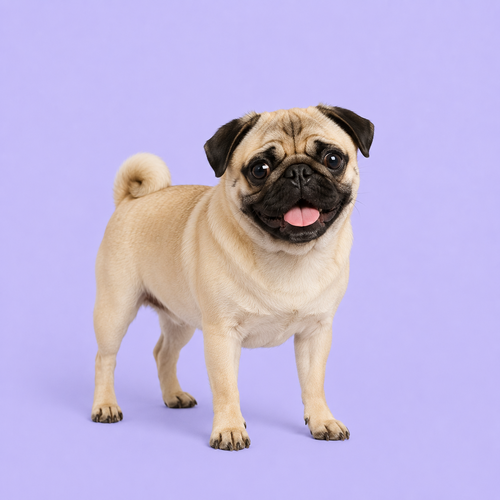 Mops